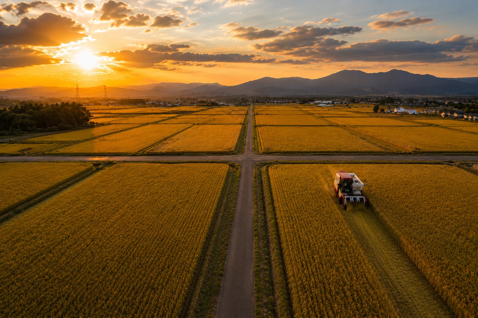 収穫期の田んぼの空撮 — 夕日に照らされた黄金色の田園